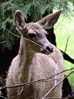 FAUNE 4 (12).JPG